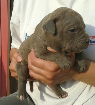 cachorros pitbull blue