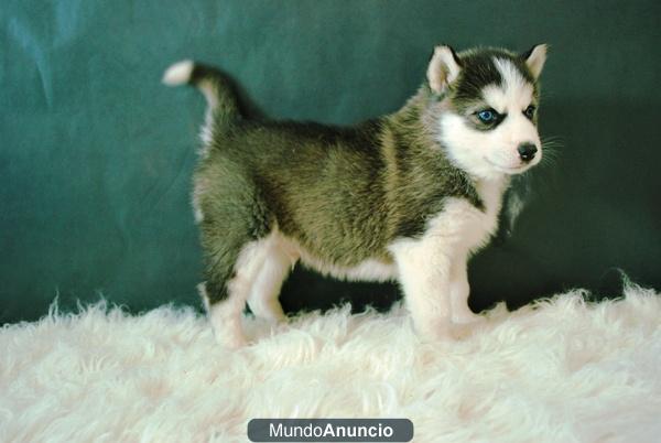 Husky Ojos Azules Con Pedigre ( Siberian Husky ) de Calidad en madrid