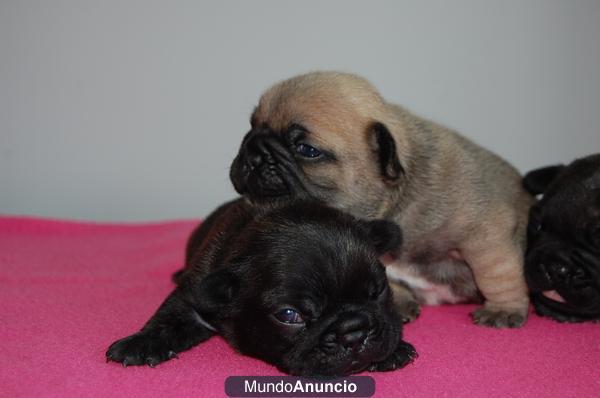 PARTICULAR, CACHORRITOS BULLDOG FRANCES NACIDOS EL 26.03.12, SERIEDAD