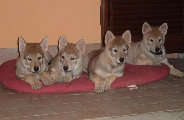 PERRO LOBO CHECOLOVACO, cachorros