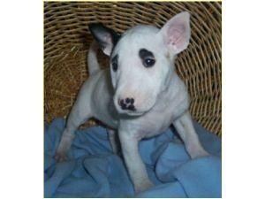 Ternura cachorros Bull terrier disponible para viviendas amar y cuidar