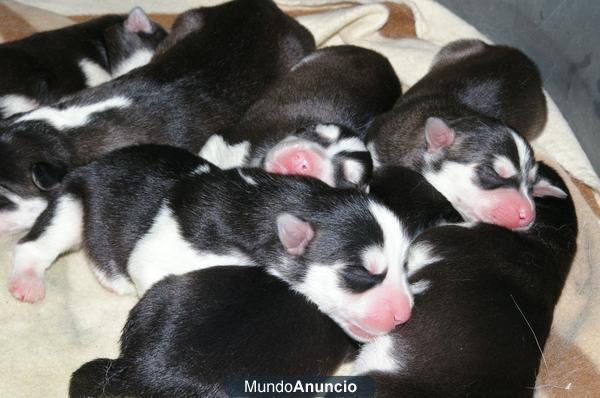 Venta de Cachorros de Husky