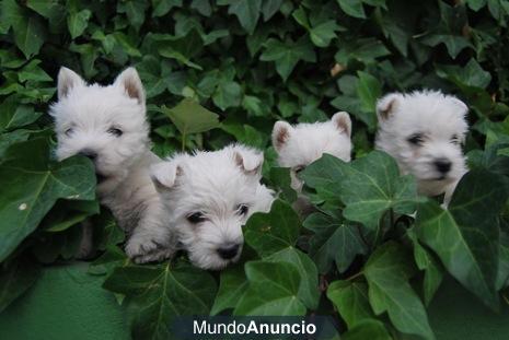 Westy cachorros nacionales de gran calidad