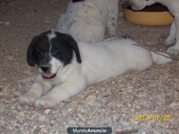 Cachorros preciosos NECESITAN hogar. Adopción gratis. 2 meses