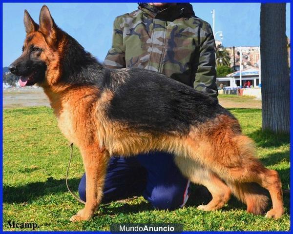 Cachorra Ceppa. Pastor Alemán.