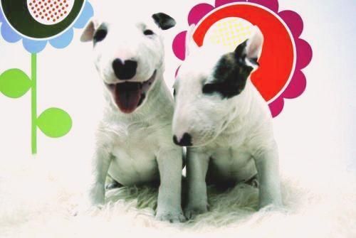 Bullterrier - Excelentes Cachorros Disponibles - www.animalflower.es