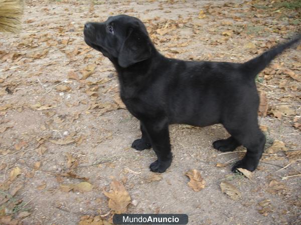 Cachorros de labrador amarillos y negros de exc pedigree.