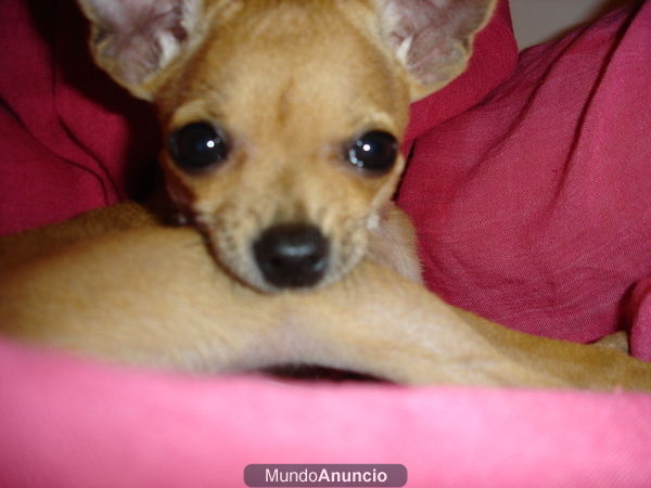 Chguagua (Doggy) busca novia