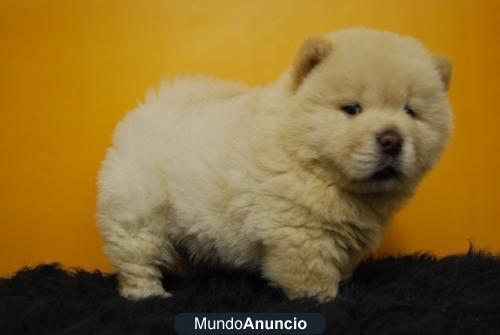 Excelentes cachorros raza Chow Chow autenticos ejemplares