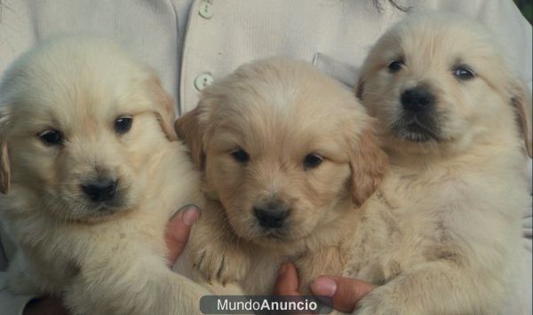 GOLDEN RETRIEVER 350 euros con Pedigree