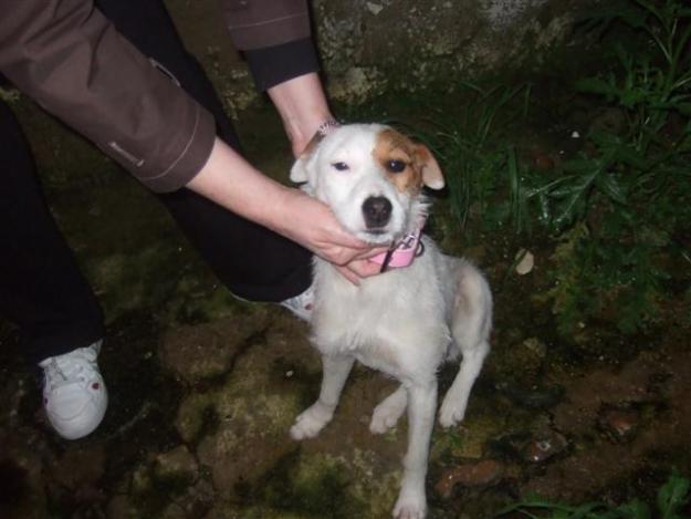 marnie, cachorrita en la calle con la patita colgando, adopción!!