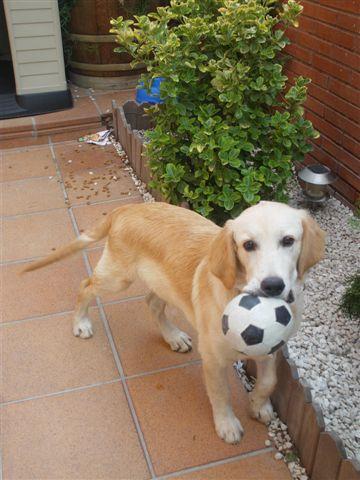 VENDO GOLDEN DE 5 MESES