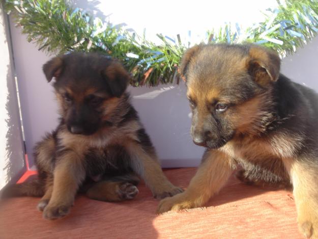 Vendo Increibles cachorros de pastor aleman