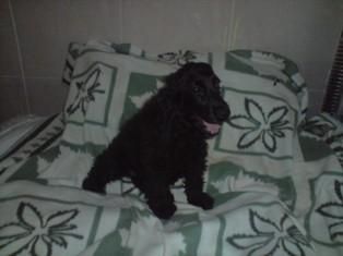 !! EXCELENTE COCKER SPANIEL NEGRA 200 EUROS !!