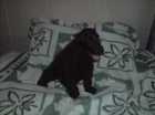 !! EXCELENTE COCKER SPANIEL NEGRA 200 EUROS !! - mejor precio | unprecio.es