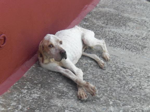 ALFI, Pointer abandonado en unas condiciones lamentables