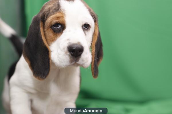 BEAGLE cachorros en CADELLS.CAT: Nurserie Canina con Garantía Veterinaria, perros, criadero, venta.