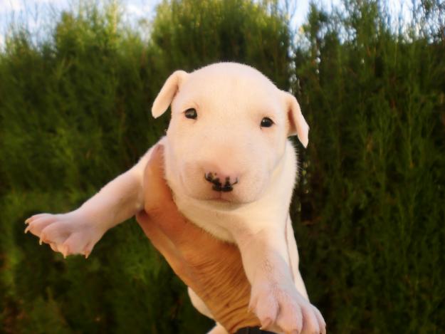 Bull terrier miniatura