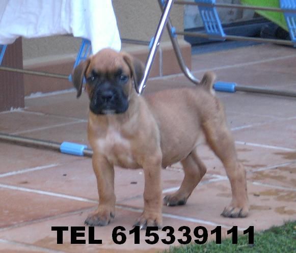 Cachorrito Boxer dorado disponible