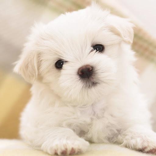 Cachorros bichon maltes toy iva incl.