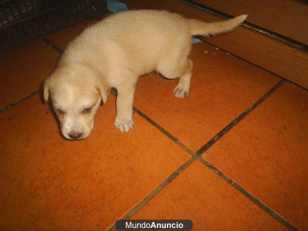 cachorros pastor belga - labrador