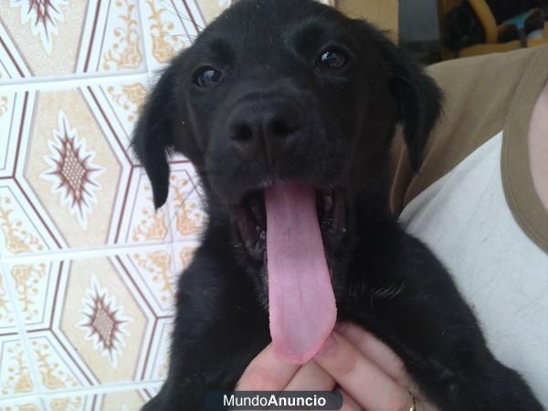 RON precioso cachorro de labrador abandonado