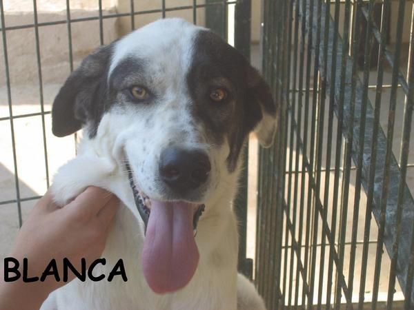 Blanca, preciosa mastina