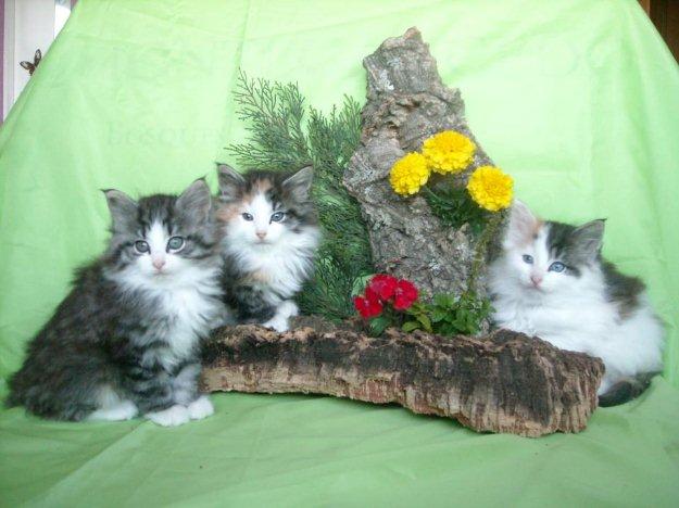 Bonitos bosques de noruega - gatitos disponibles con pedigree