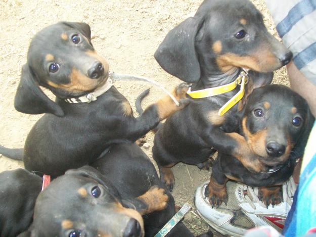 Cachorritos de teckel miniatura