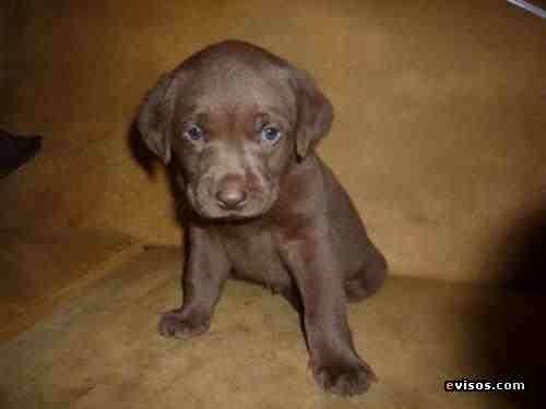 Cachorro de Labrador chocolate de 2 meses