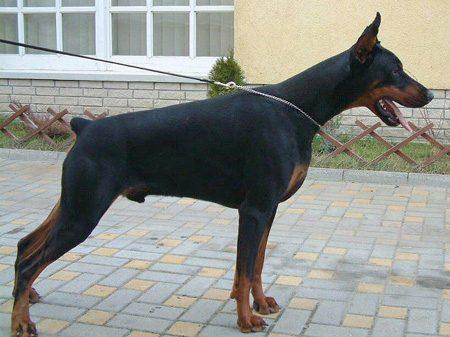 camada de doberman en venta 400 euros fuengirola