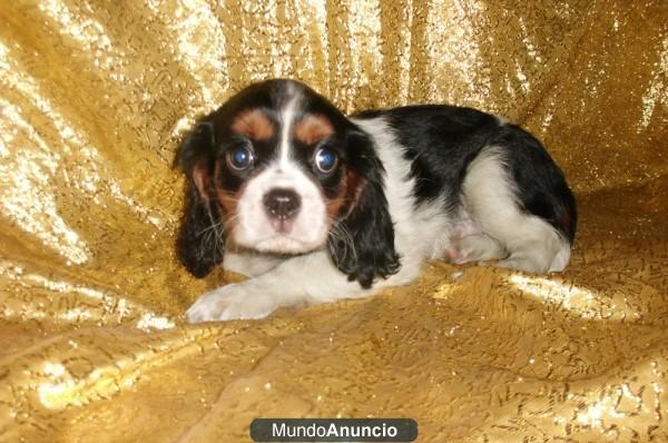 Cavalier King Charles Spaniel, perros, cachorros, GARANTIA AQUANATURA