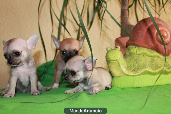 chihuahuas con pedigri