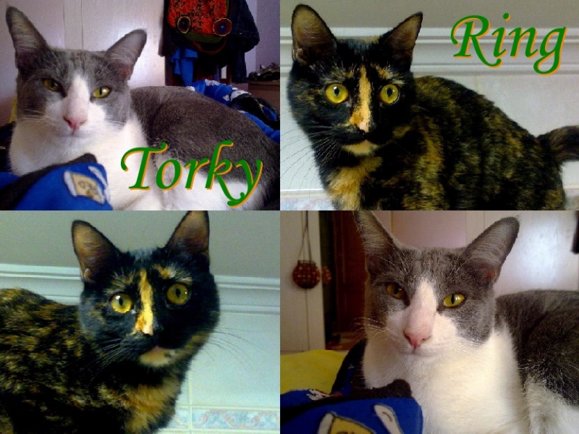 gato y gata ring y torki se quieren! juntos en adopcion