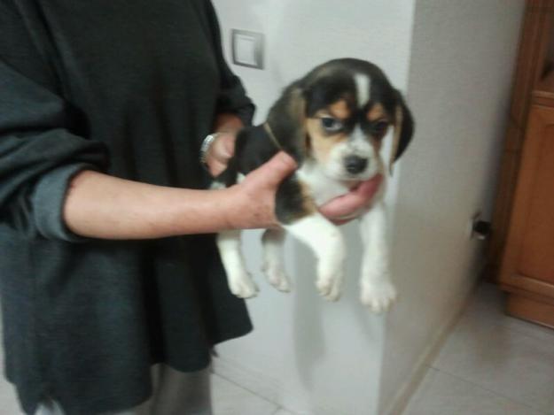 PRECIOSOS BEAGLE NACIONALES. PEDIGREE. GARANTIA