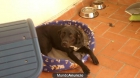 REGALO labrador retriver GRATIS!! - mejor precio | unprecio.es