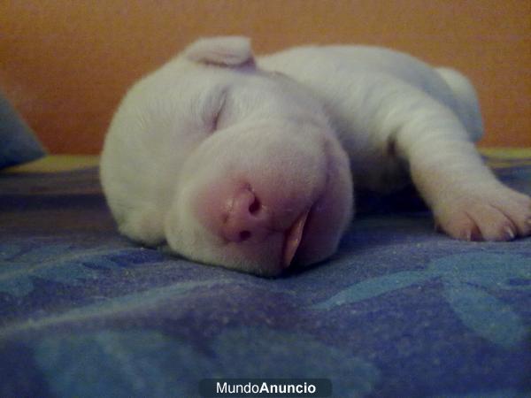 se vende camada de pitbull blancos