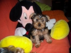 yorkshire terrier - mejor precio | unprecio.es