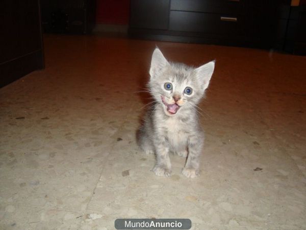 ¡¡Gatita de 1 mes y medio en la calle!! Sevilla