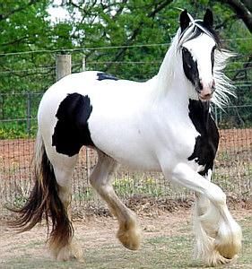 bien entrenados gitana caballo para la venta.