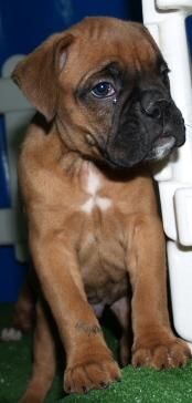 Boxer, encantadores cachorros