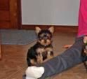 Cachorrito de yorkshire terrier con buen pedigree 240 euros