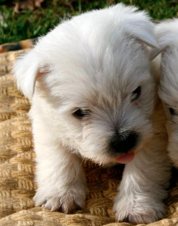 Cachorritos westy, un peluchito con vida propia