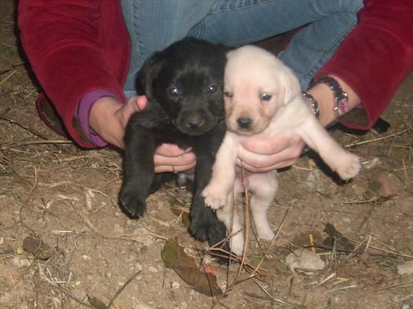 LABRADOR CON PEDIGREE 300 EUROS