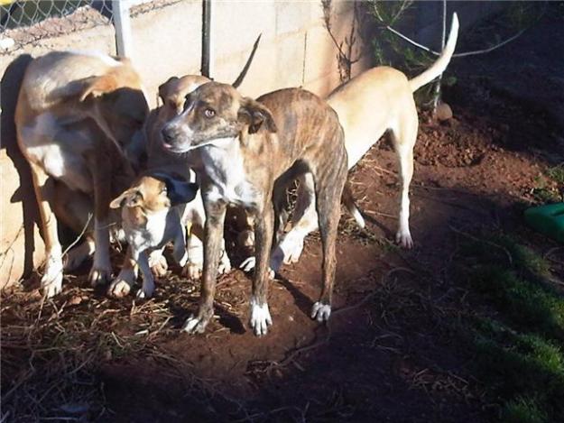 nube,lleva mucho tiempo esperando,adopcion