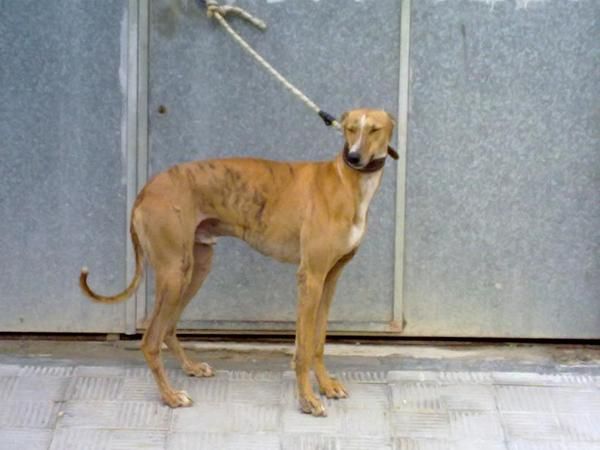 Regalo galgo, 2 años precioso