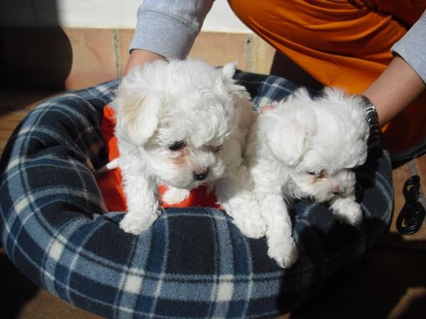 VENDOS CACHOROS BICHON MALES