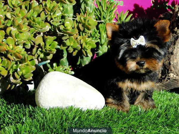 Yorkshire Terrier cachorros lindisimooss