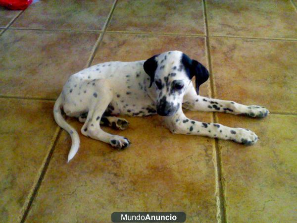 vendo dalmata macho económico,se enseñan padres,636626610