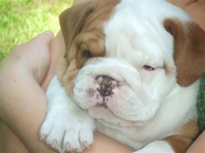 Bulldog ingles cachorro macho exposicion